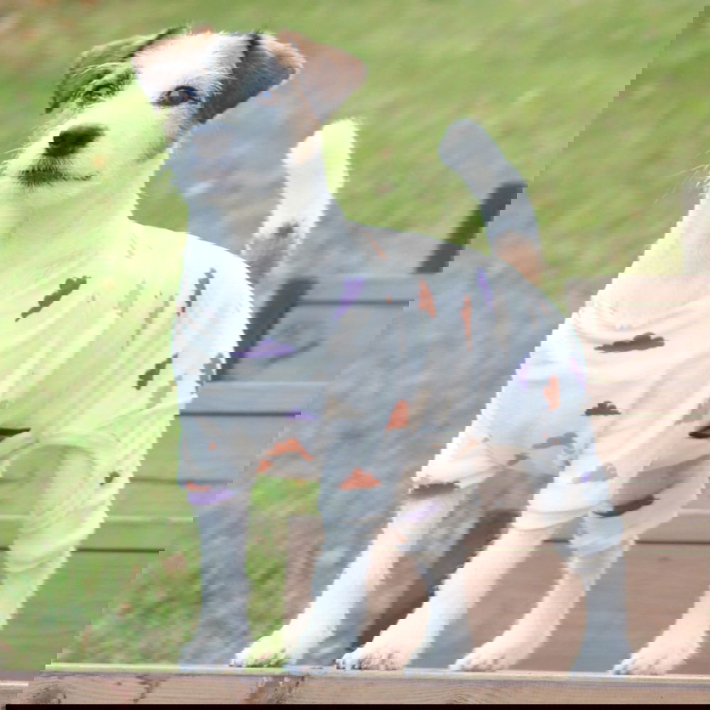 Koiran yöpuku 51 Degrees North Sweet Dreams, pilvet (24 cm)