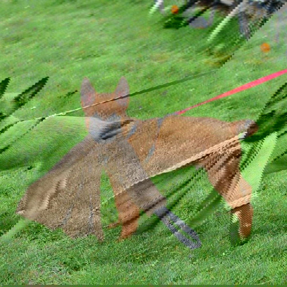 Dingo Gear juuttirätti 65 cm