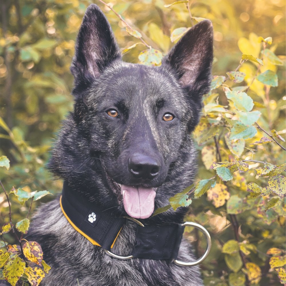 Salmiakkitassu Puolikuristava panta softshell-pehmusteella 50 mm (40 cm)