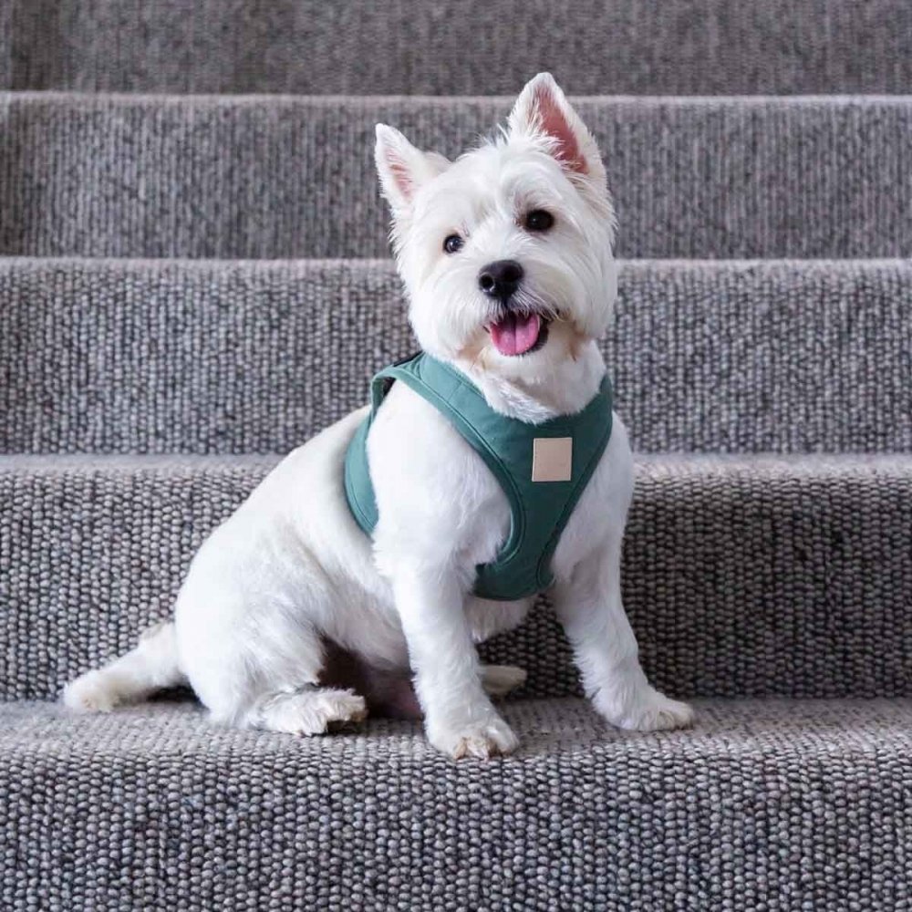 Koiran puuvillavaljaat FuzzYard Life, vihreä (XL)