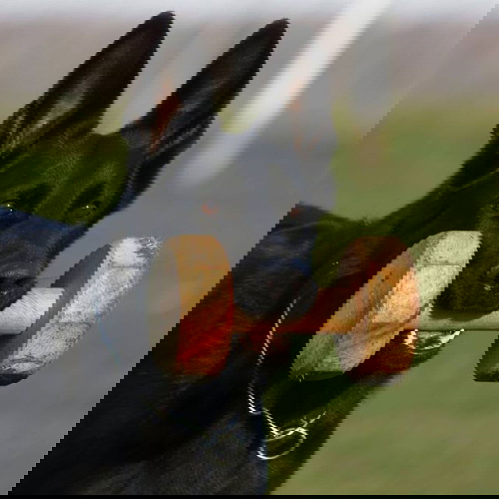 Dingo Gear PK noutokapula (650 g)