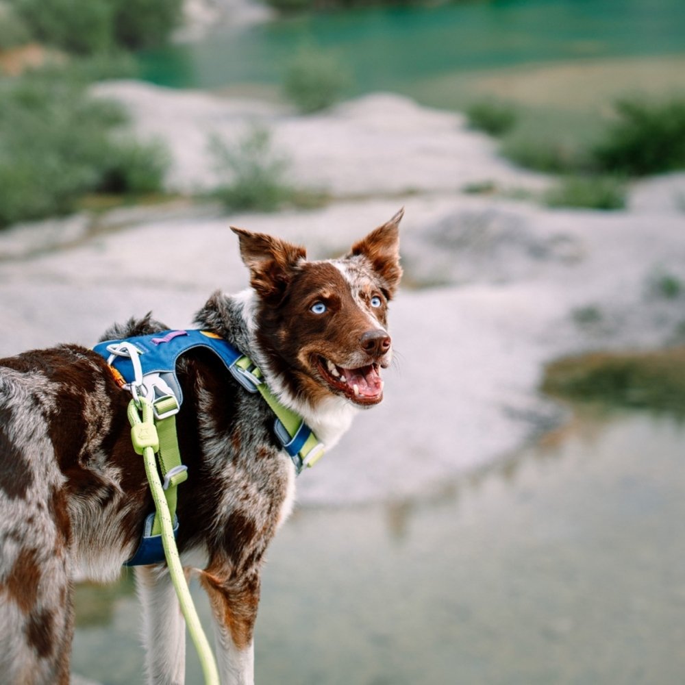 Woolly Wolf Alpha 360 valjaat, Deep Teal Mix (XS)