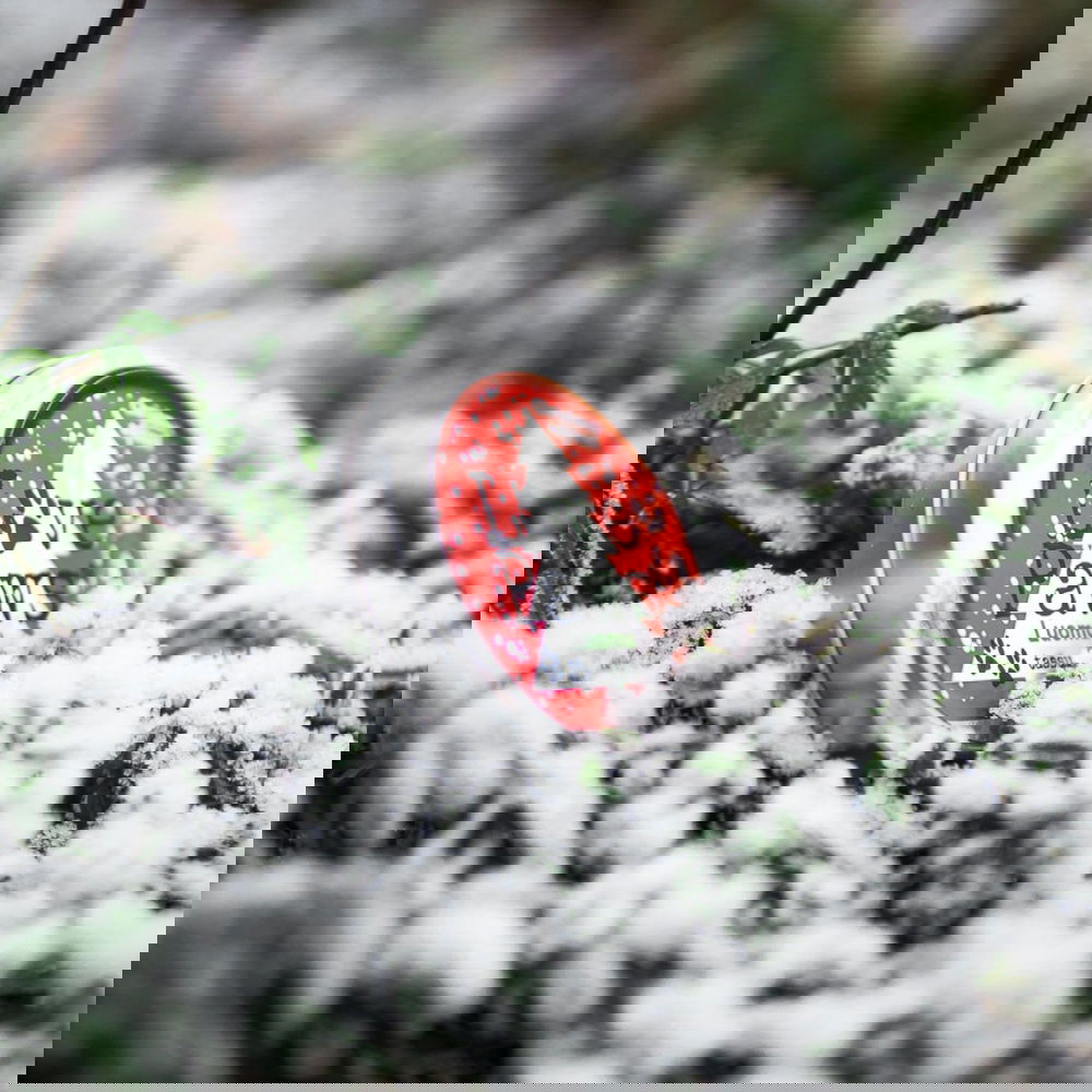 LovePaws® tassuvaha WINTER EDITION 40 ml