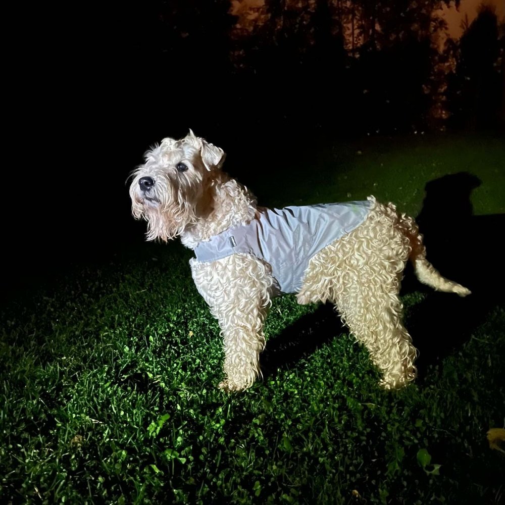 Heijastinliivi koiralle Icepeak Pet Brightly (S)