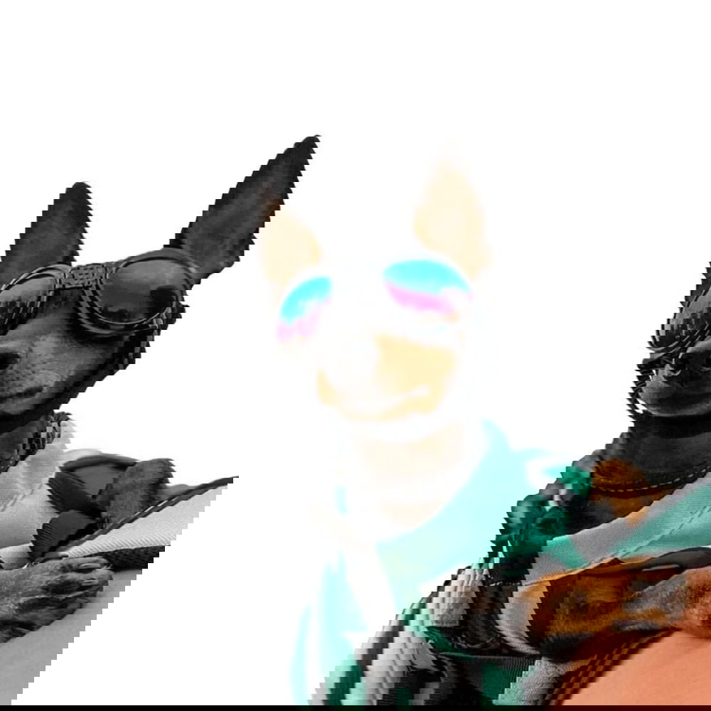 Koiran suojalasit K9 Sport Shades, musta