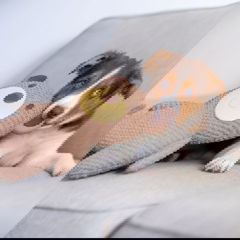 Quapas! Lateksinalle XXL