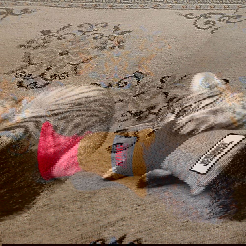 KONG Kickeroo Cuddler kissanlelu