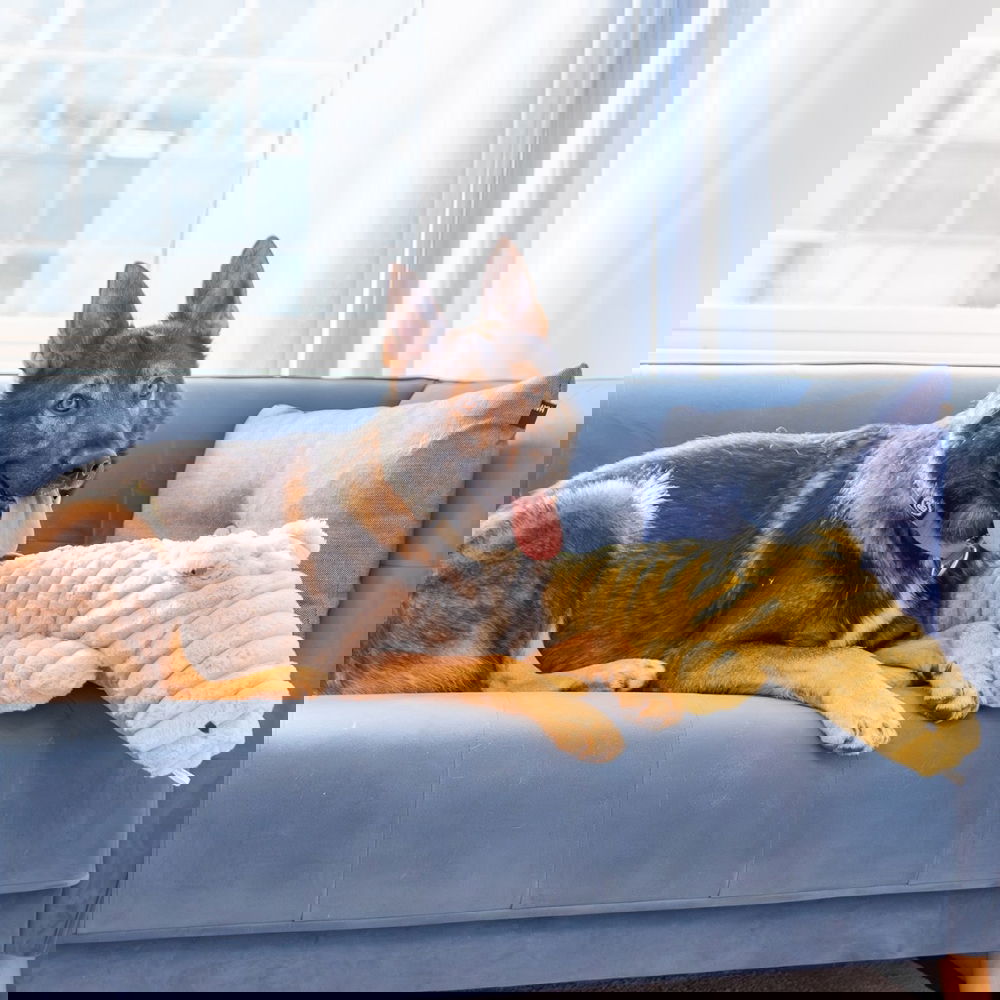 Quapas! Alligaattori (66 cm)