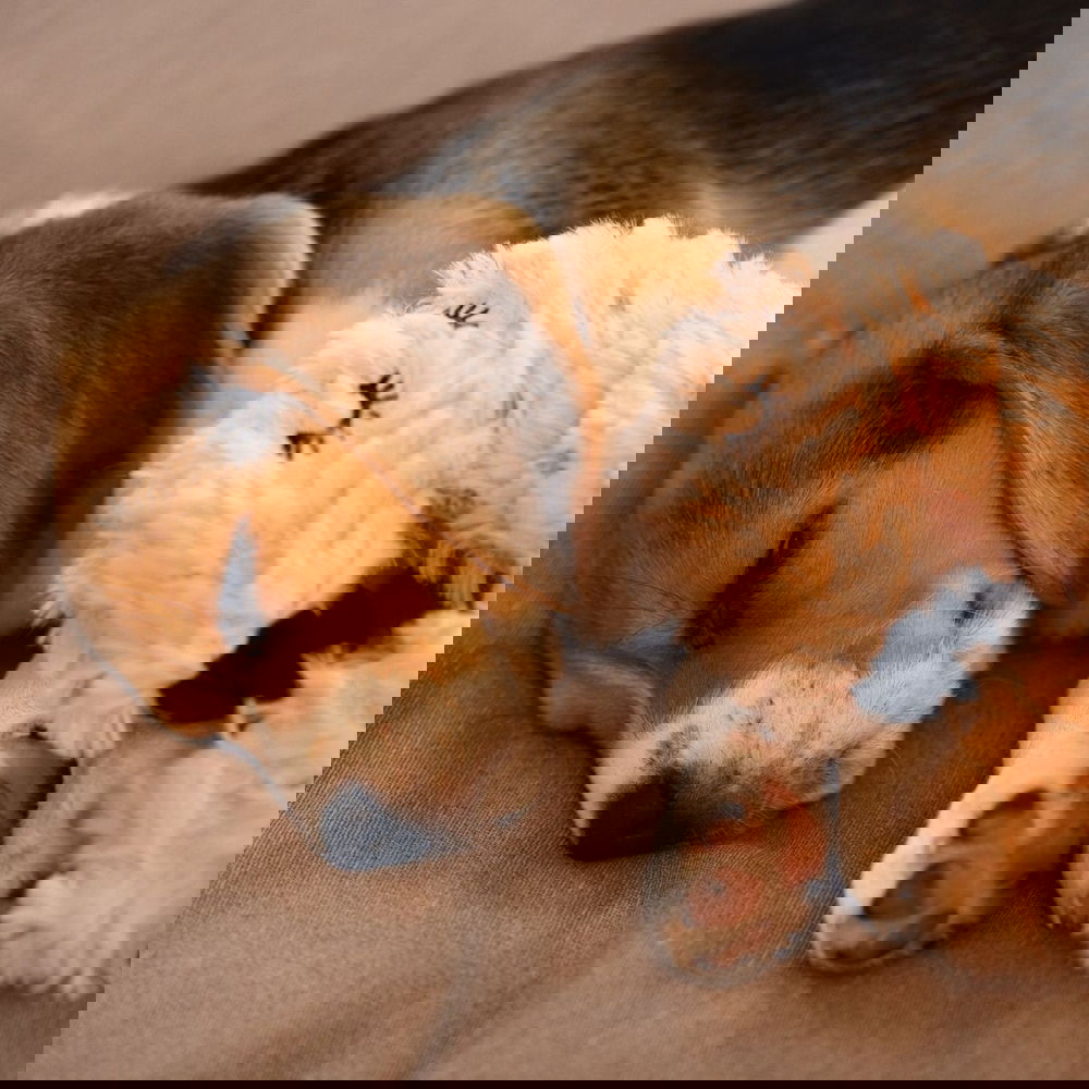 Beeztees Flamingo - pehmolelu sydämenlyöntisimulaattorille