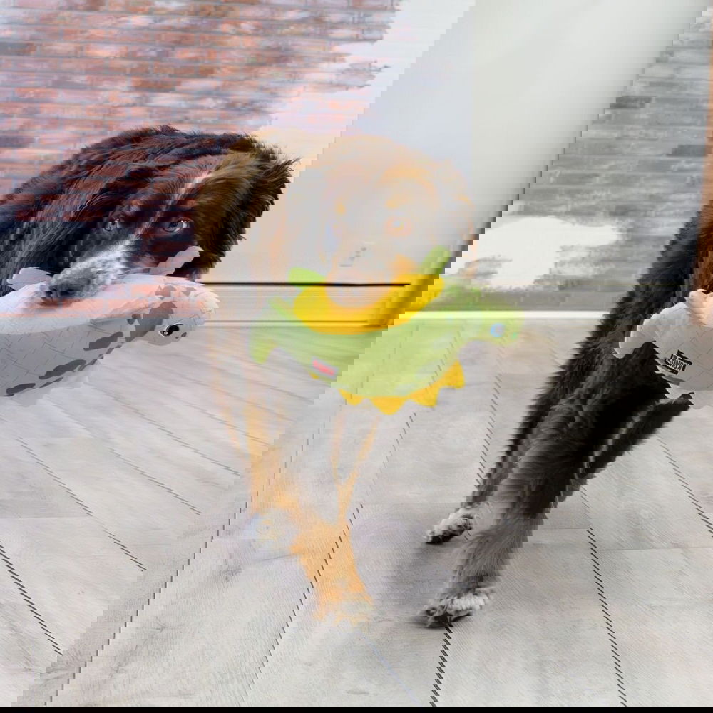 KONG Dynos Roars, vihreä M/L