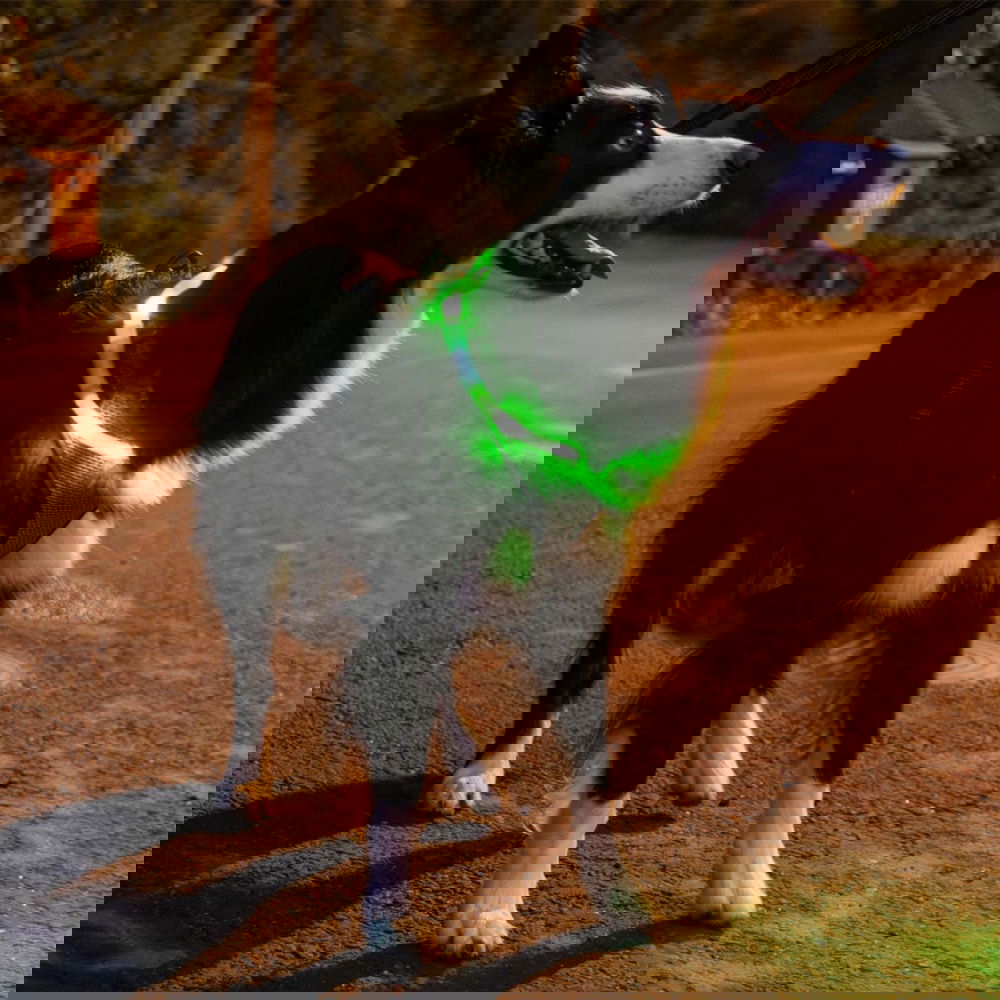 Trixie USB-ladattava valopanta, silikoni (Vihreä)