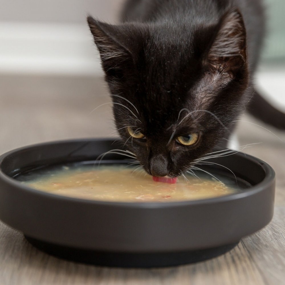 Kana-lohikeitto kissalle Trixie 80 g