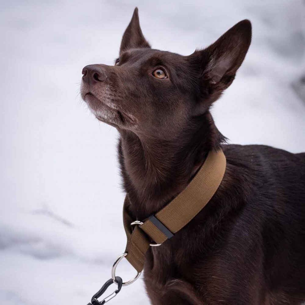 Salmiakkitassu puolikiristävä panta, kojootti (35-60cm)