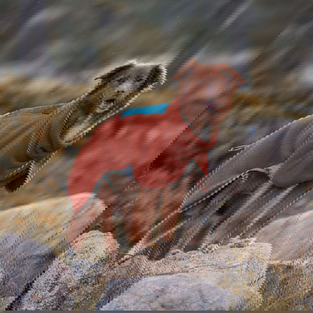 Woolly Wolf Alpha 360 Koiran fleecepusakka, Terracotta Mix (27 cm) Woolly Wolf Alpha 360 Koiran fleecepusakka, Terracotta Mix (27 cm)