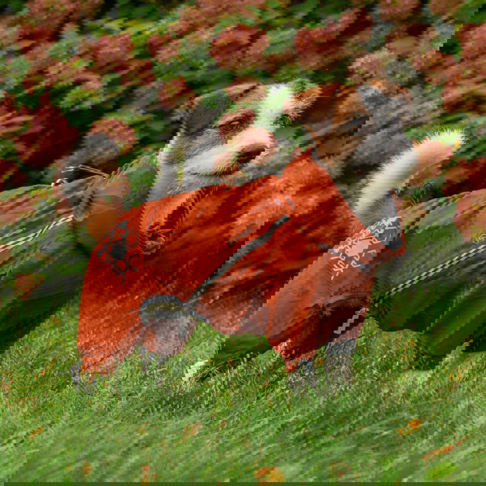 Hurtta Mudventure ECO -koiran kurahaalari, kaneli (25S)