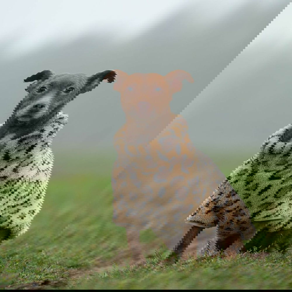 51 Degrees North Turtle Teddy, leopardi (24 cm)