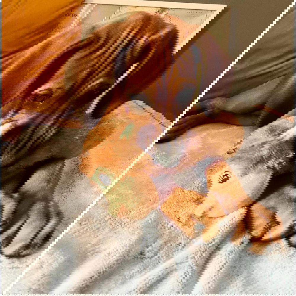 Party Pets Apinapötkö 28 cm (Vaaleanruskea) Party Pets Apinapötkö 28 cm (Vaaleanruskea)