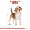 Royal Canin Beagle Adult 12 kg
