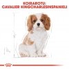 Royal Canin Cavalier Puppy 1,5 kg