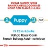 Royal Canin French Bulldog Puppy