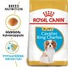 Royal Canin Cavalier Puppy 1,5 kg