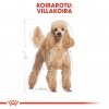 Royal Canin Poodle Adult