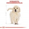 Royal Canin Golden Retriever Puppy 12 kg