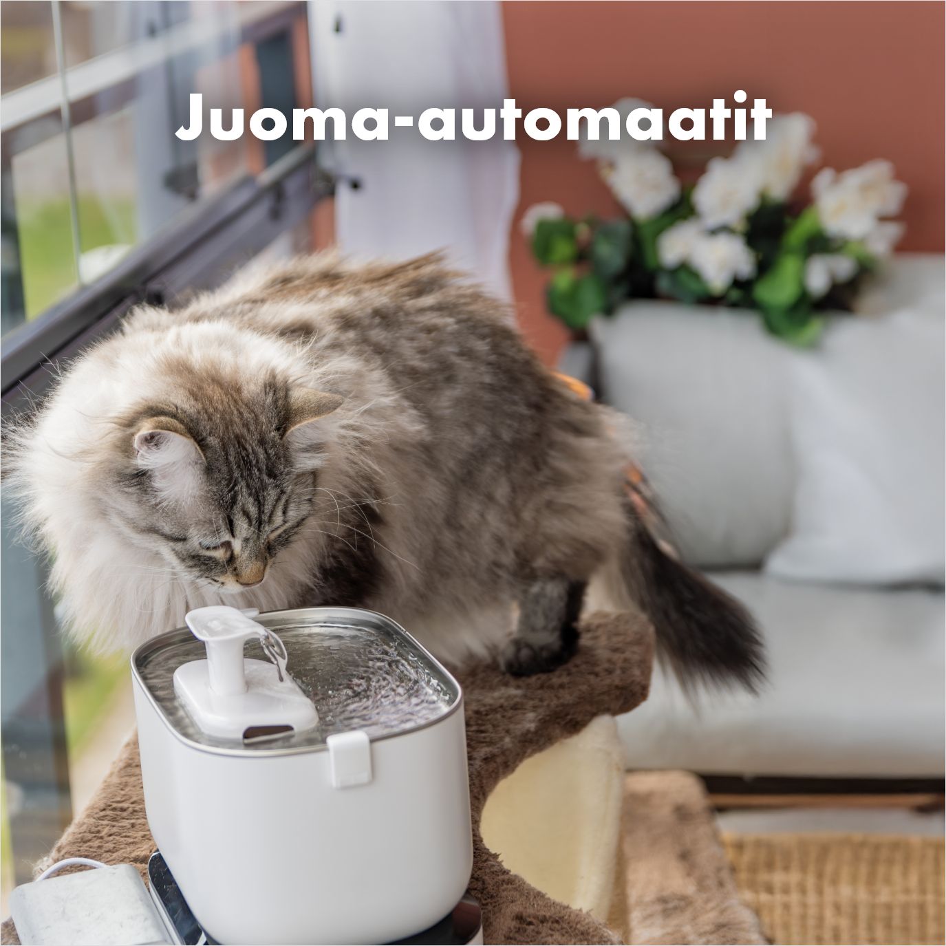 Kissan juoma-automaatti