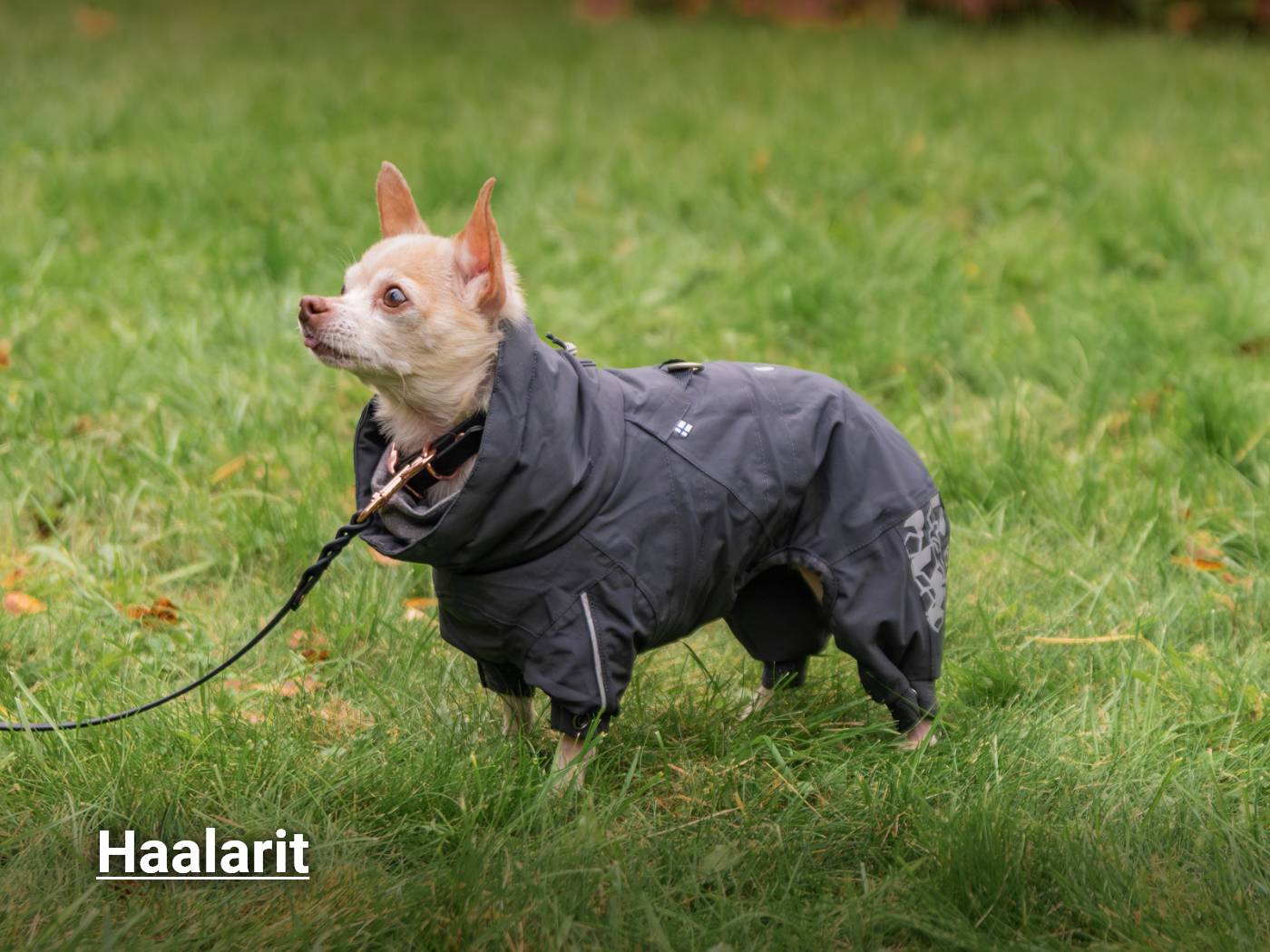 Haalarit koirlle, katso tuotteet