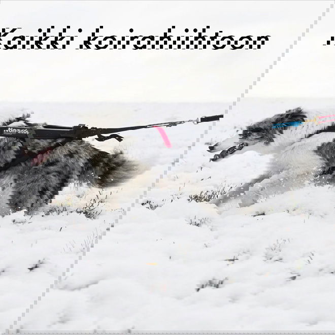 Tuotteet koirahiihtoon