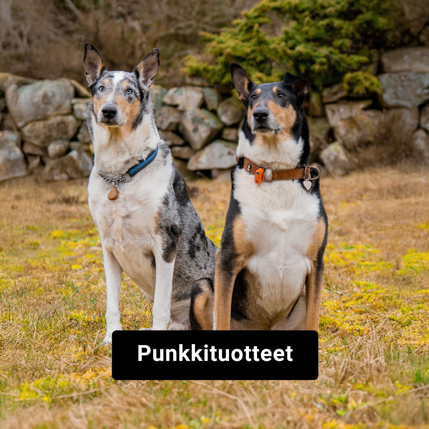 Punkkikarkotteet