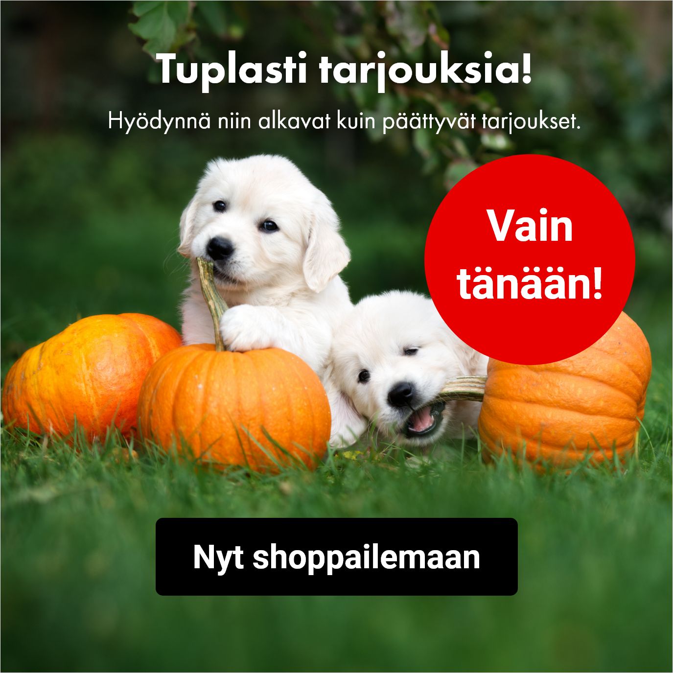 Tuplatarjoukset vain tänään! Hyödynnä niin alkavat kuin päättyvät tarjoukset