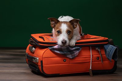 Koira matkustaa