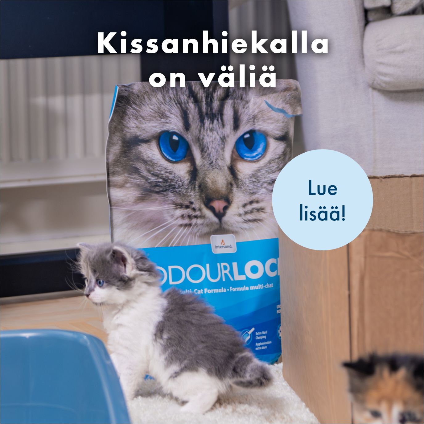 Kissanhiekan valinnalla on v&auml;li&auml; - lue lis&auml;&auml;