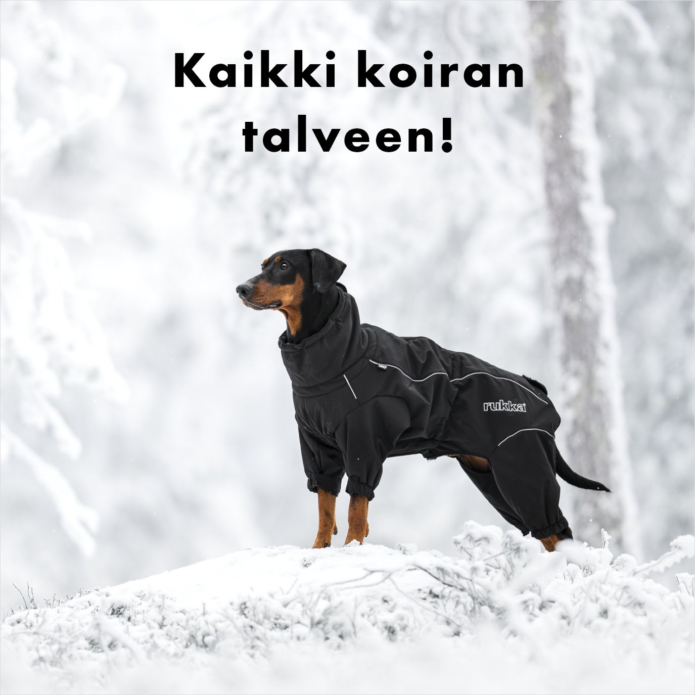 kaikki koiran talveen