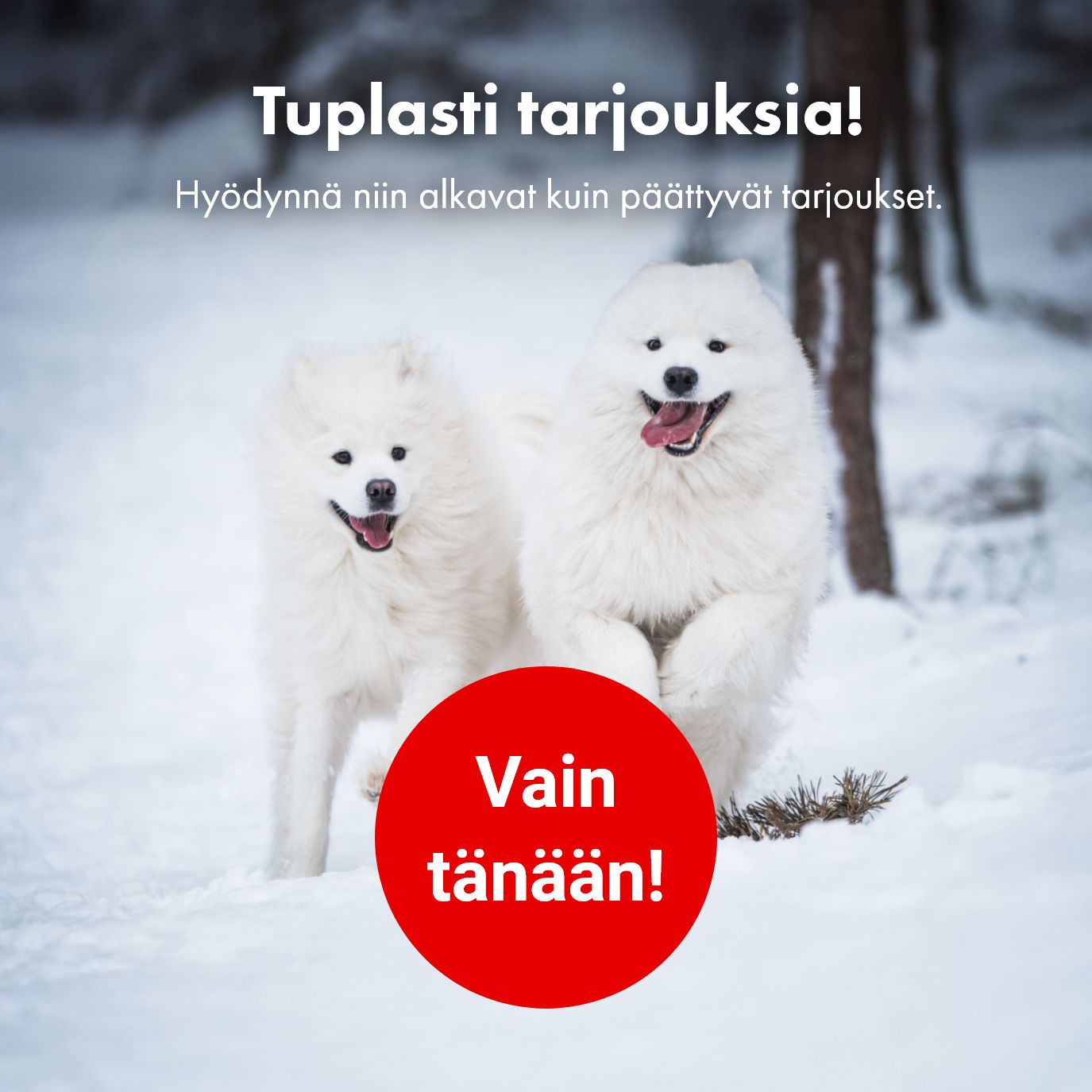 Vain t&auml;n&auml;&auml;n! Tuplasti tarjouksia! 