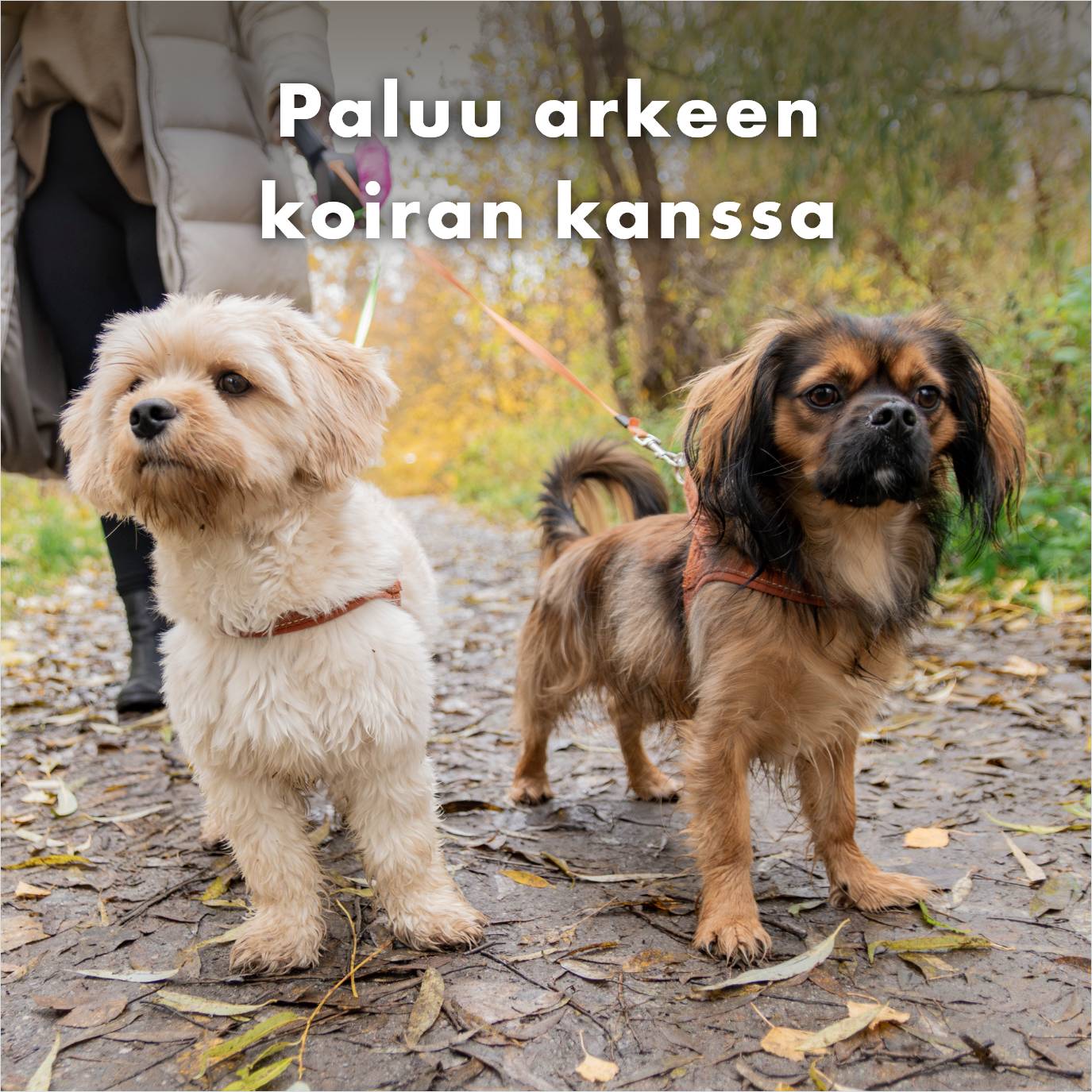 Paluu arkeen koiran kanssa - katso vinkit