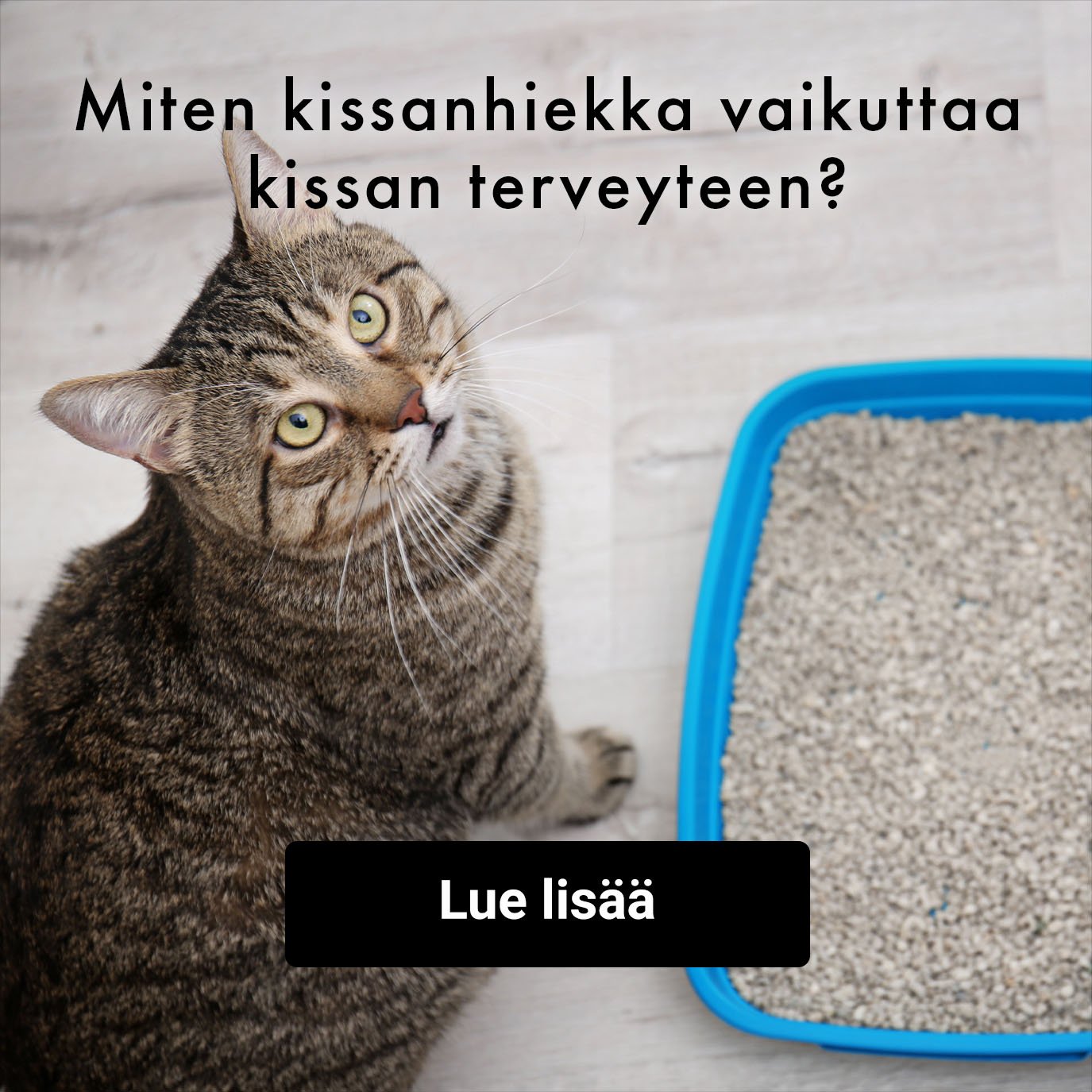 Miten kissanhiekka vaikuttaa kissan hyvinvointiin