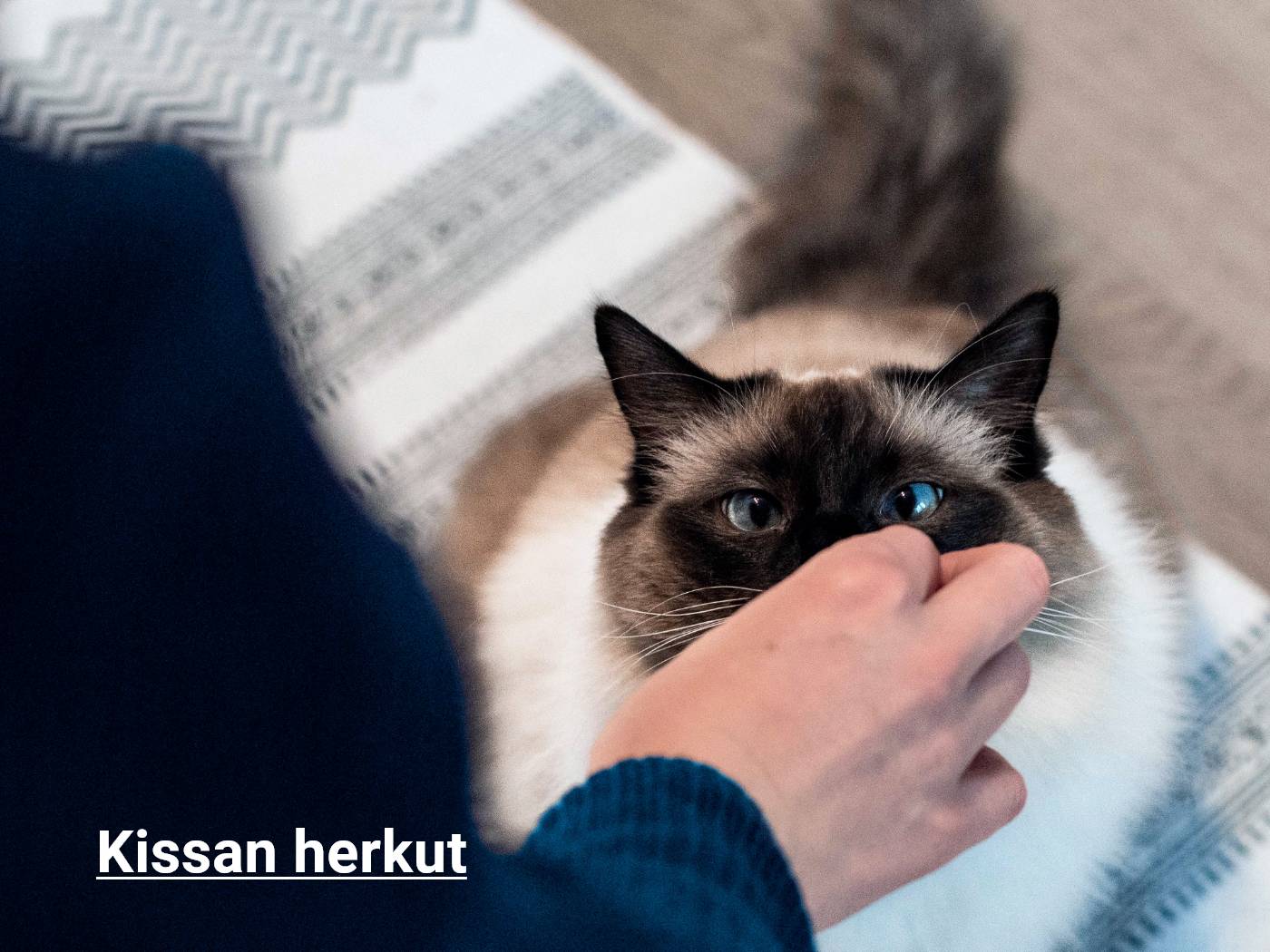 Kissan herkut