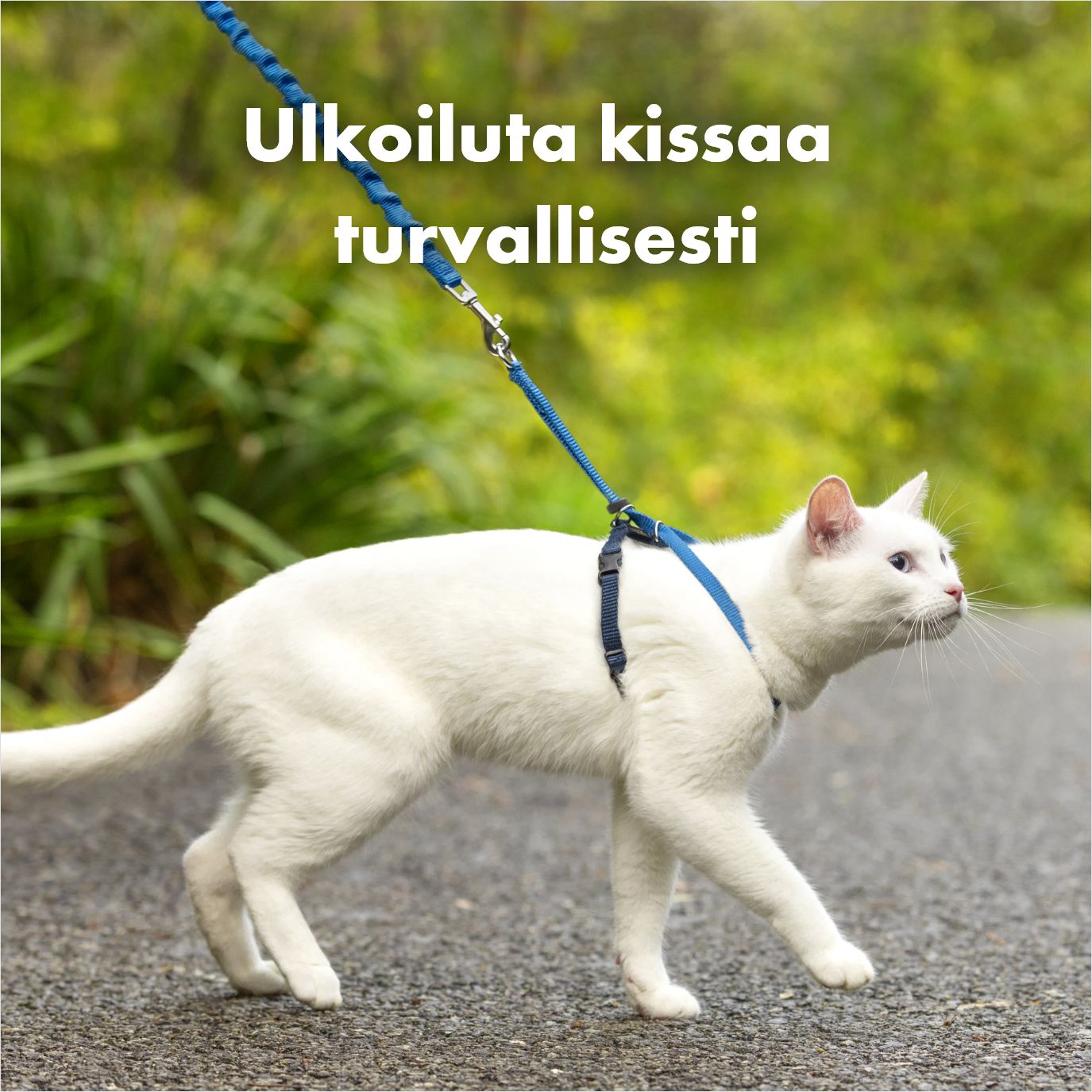 Kissan ulkoilutus