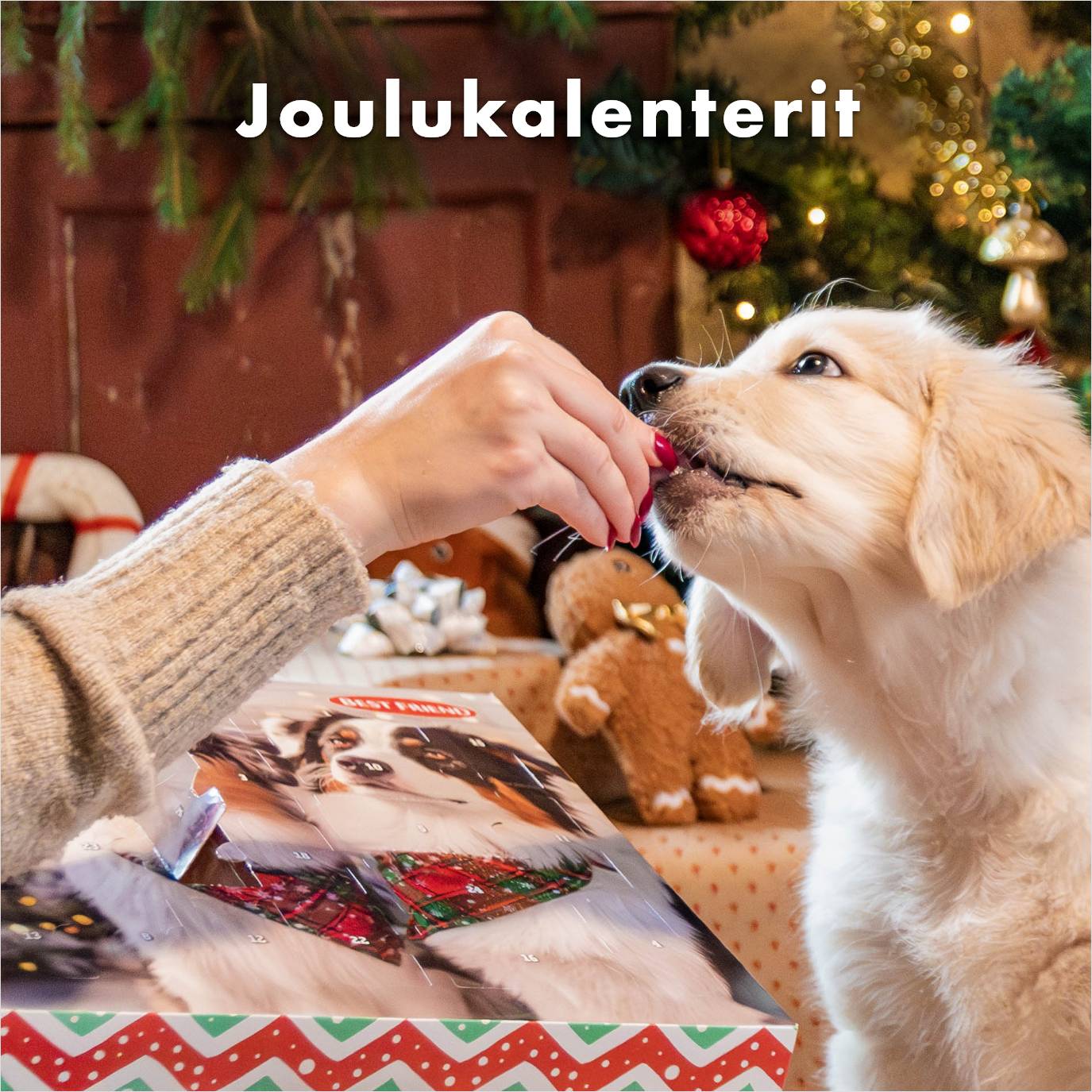 Joulukalenteri koiralle