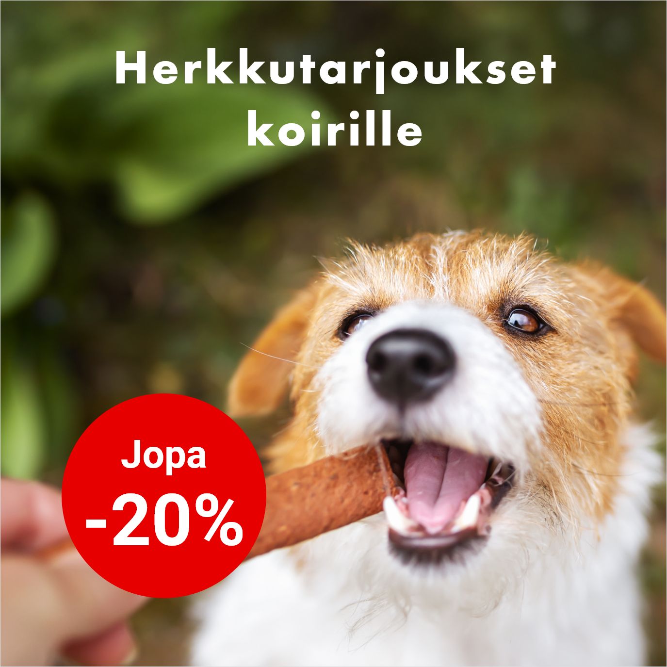 Herkkutarjoukset koirille