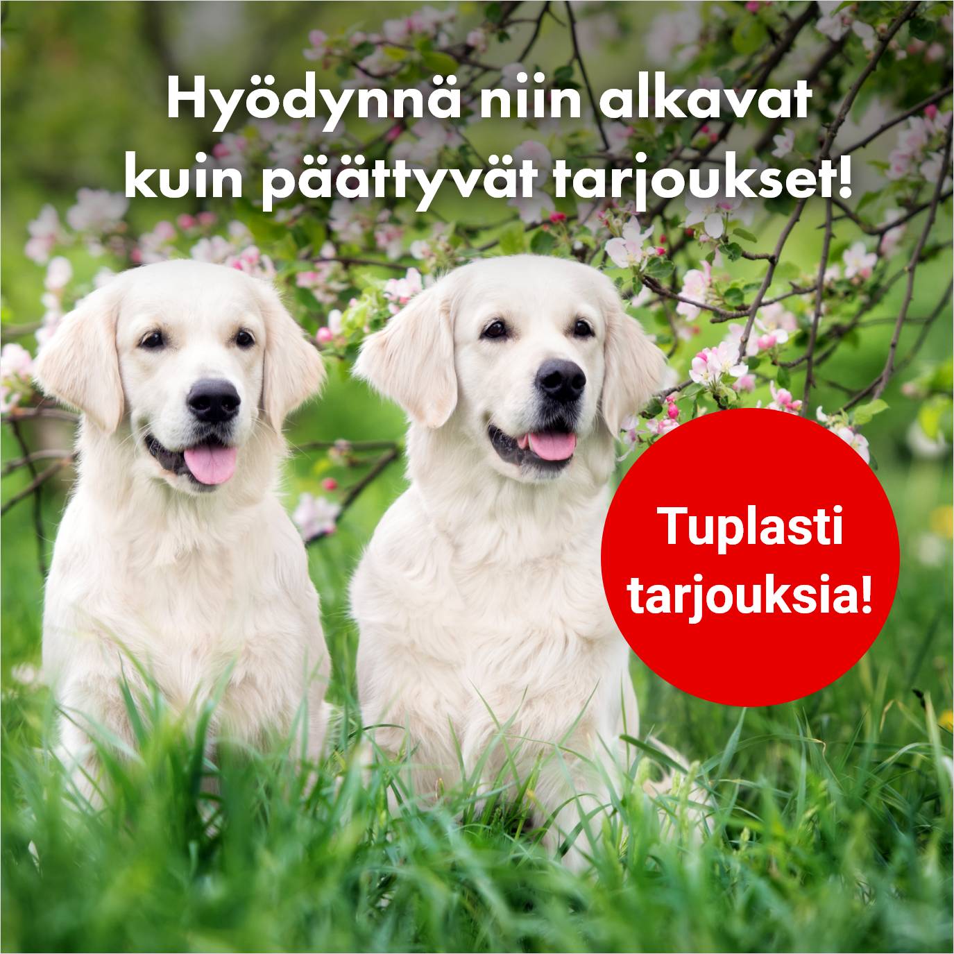 Tuplasti tarjouksia!