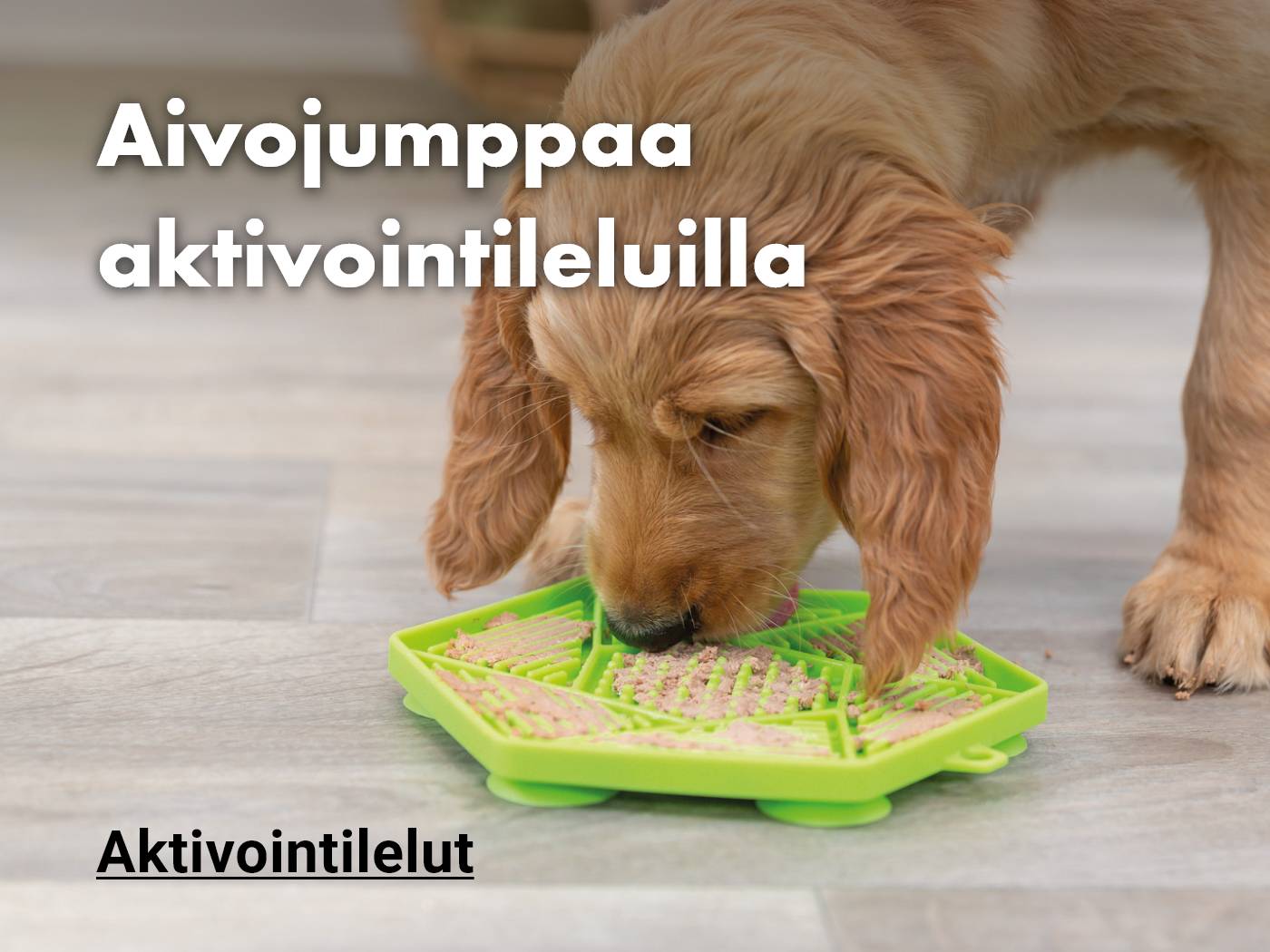 Aktivointilelut koiralle