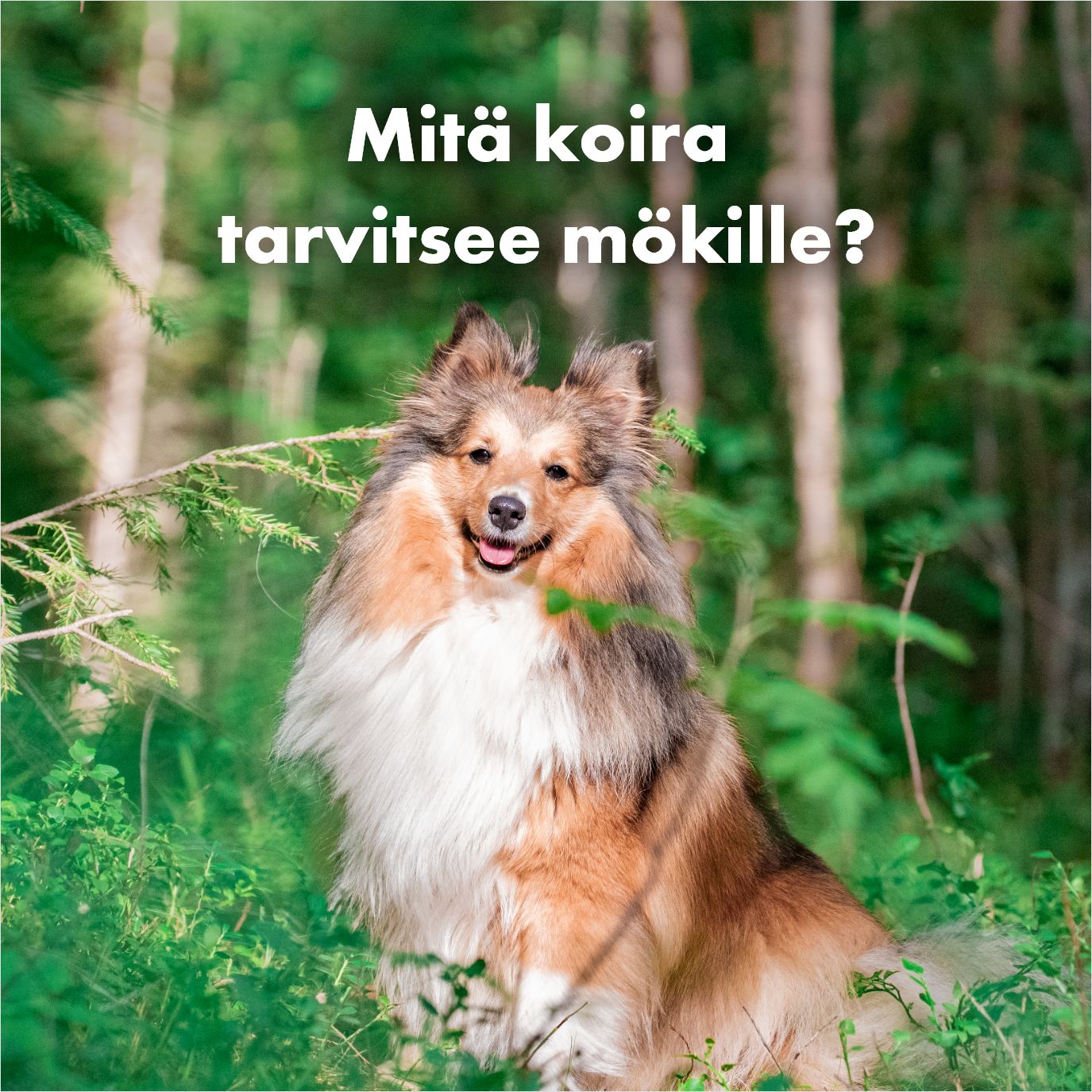 Mökille kaikki koiralle