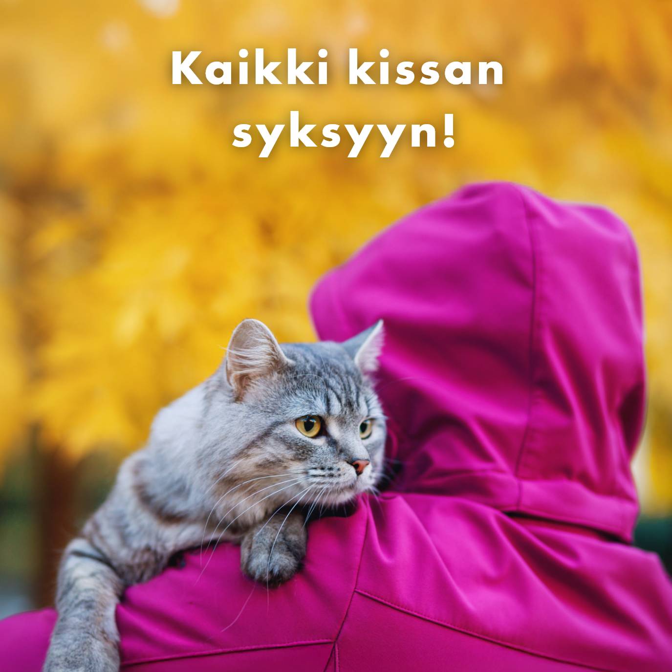 Kaikki kissan syksyyn