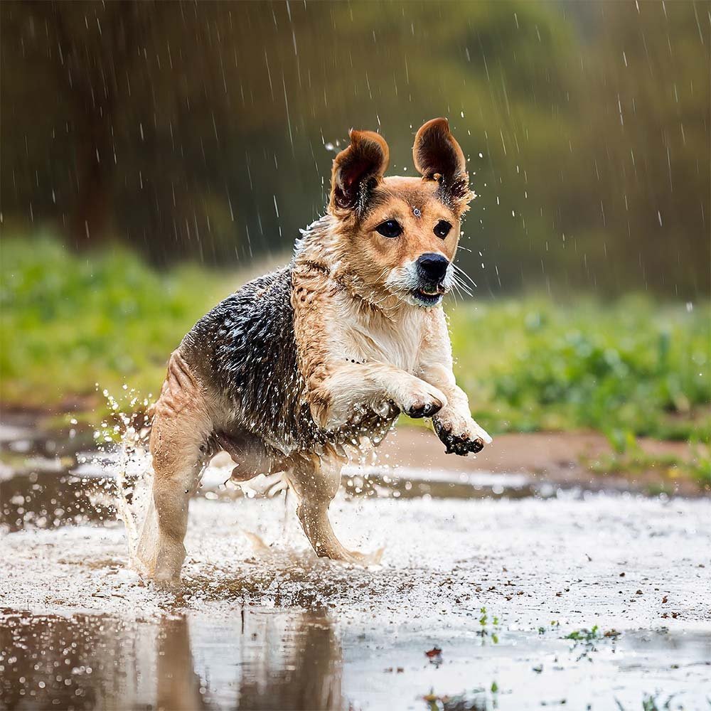 Kurakausi on alkanut!