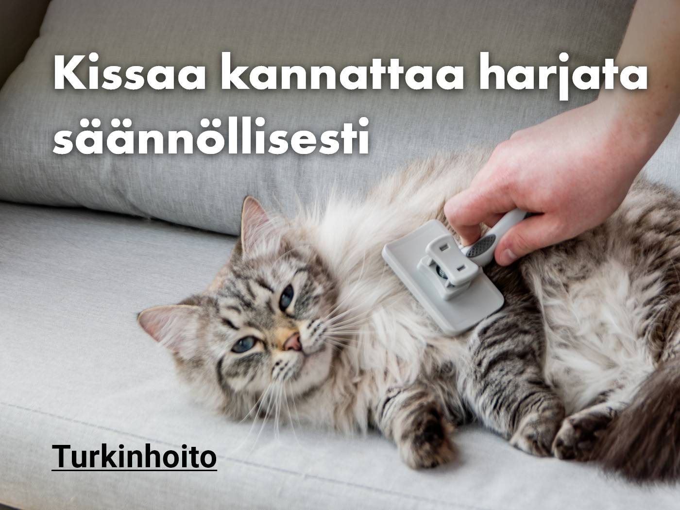 Karvanlähtökausi? Löydä kaikki kissan turkinhoitoon