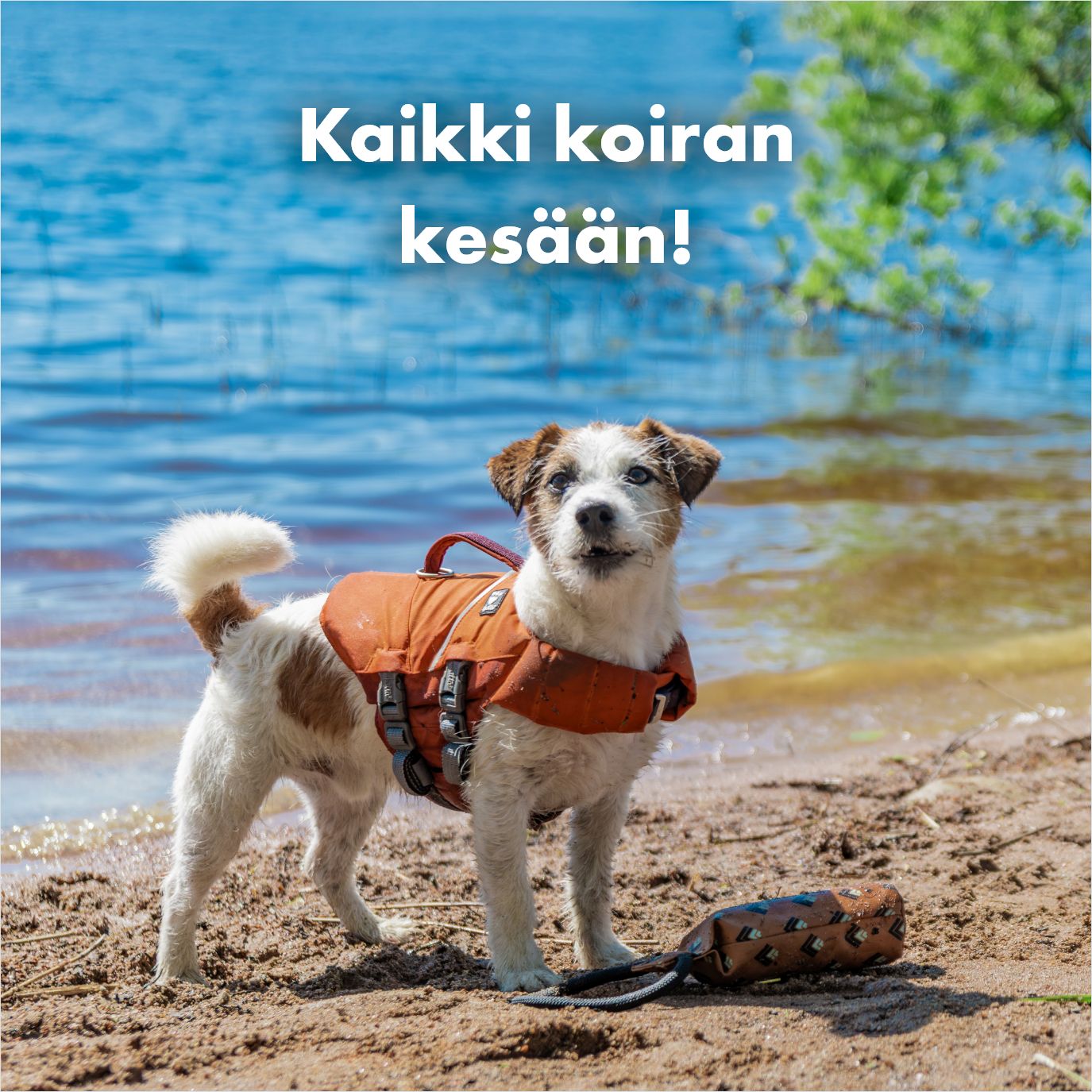 Kaikki koiran kesään!