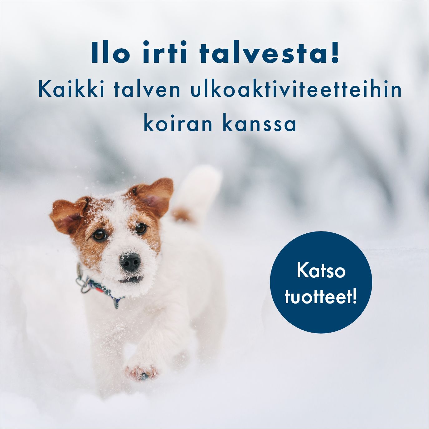 Kaikki koiran talveen